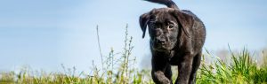 Zwart labrador puppy in het gras